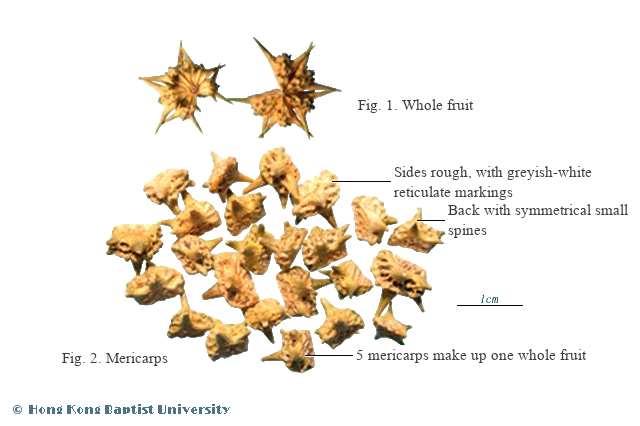 Bai Ji Li (白蒺藜) - Fructus Tribuli Terrestris - TCM herb specimen