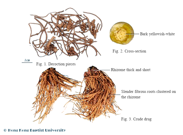 Bai Wei (白薇) - Radix et Rhizoma Cynanchi Atrati - TCM herb specimen