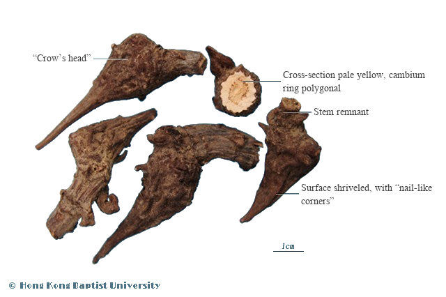 Chuan Wu (川乌) - Radix Aconiti - TCM herb specimen