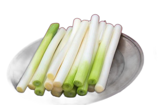 Cong Bai (葱白) - Bulbus Allii Fistulosi (Scallion White) - TCM herb specimen