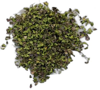 Fu Ping (浮萍) - Herba Spirodelae - TCM herb specimen