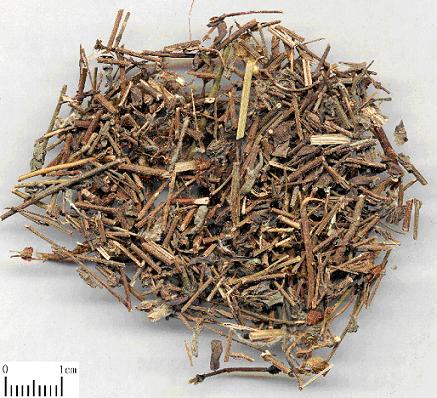 Liu Ji Nu (刘寄奴) - Herba Artemisiae Anomalae - TCM herb specimen