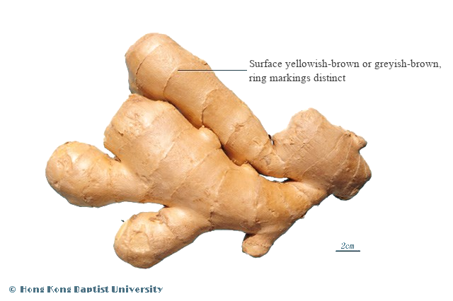 Sheng Jiang (生姜) - Rhizoma Zingiberis Recens - TCM herb specimen