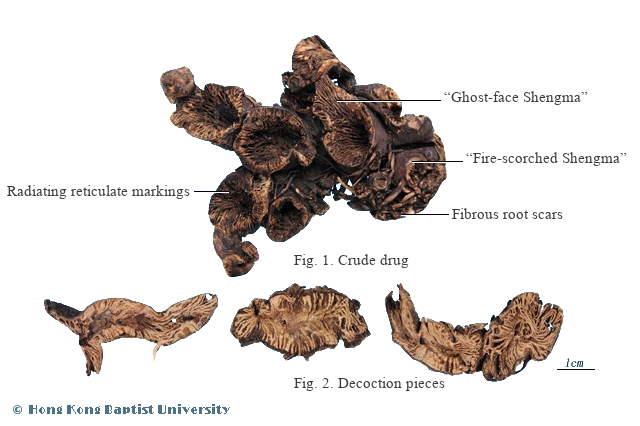 Sheng Ma (升麻) - Rhizoma Cimicifugae - TCM herb specimen