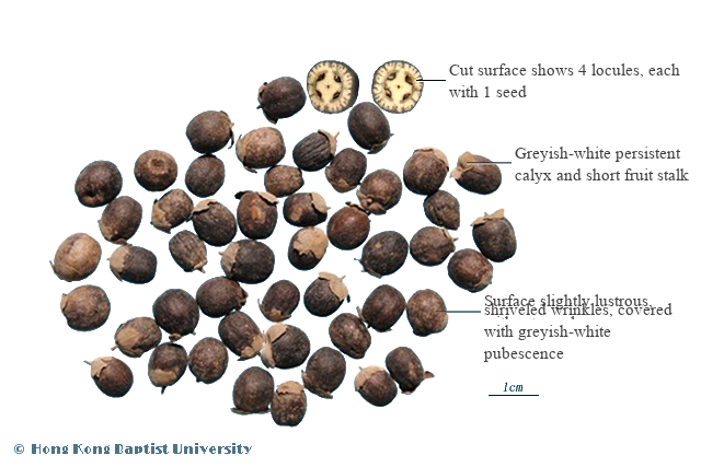 Wan Jing Zi (蔓荆子) - Fructus Viticis - TCM herb specimen