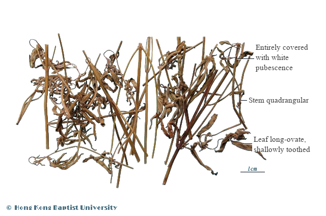 Xiang Ru (香薷) - Herba Moslae - TCM herb specimen