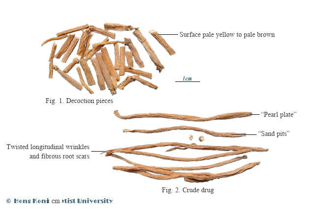 Yin Chai Hu (银柴胡) - Stellariae Radix - TCM herb specimen