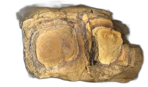 Yu Yu Liang (禹余粮) - Limonitum - TCM herb specimen