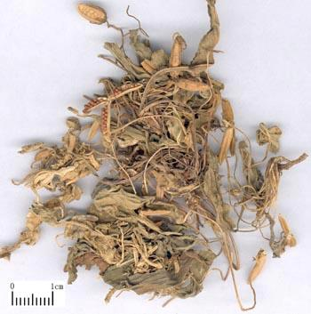 Zi Hua Di Ding (紫花地丁) - Herba Violae (*Viola yedoensis* Makino) - TCM herb specimen